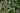 Mazus reptans (Chinese marshflower) - Marginal Pond Plants - Pond Plants - Water Plants-0