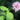 Lincolnshire Pond Plants Frog Marginal 8 Pack Potted-911