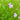 Mimulus ringens (Lavender musk) - Marginal Pond Plants - Pond Plants - Water Plants-19603