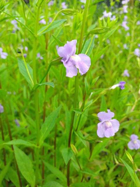 lavender musk pond plant Mimulus ringens (Lavender musk) - Marginal Pond Plants