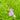 Mimulus ringens (Lavender musk) - Marginal Pond Plants - Pond Plants - Water Plants-19604