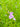 Mimulus ringens (Lavender musk) - Marginal Pond Plants - Pond Plants - Water Plants-19604