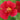 Mimulus cupreus ‘Red Emperor’-None-7 cm-0