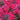 Monarda Bee-Happy - Marginal Pond Plants - Pond Plants - Water Plants-0