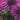 Monarda Bee-True - Marginal Pond Plants - Pond Plants - Water Plants-0