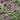 Monarda Scorpion - Marginal Pond Plants - Pond Plants - Water Plants-0