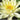 Moorei water lily - pond plants - water lilies - aquatic plants-0