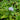 Myosotis scorpioides (Water forget-me-not or Myosotis Palustris) - Marginal Pond Plants - Pond Plants - Water Plants-0