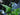 Lincolnshire Pond Plants dragonflies & damselflies Marginal 8 Pack-849