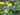 Nymphoides Peltata Deep Water - pond plants water lilies aquatic plants-0