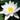 Star Bright water lily - pond plants water lilies aquatic plants-0