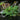 Orontium aquaticum (Golden club) - Marginal Pond Plants - Pond Plants - Water Plants-0