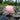 Peach and Cream water lily - pond plants water lilies aquatic plants-0