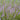 Mentha pulegium (Pennyroyal or Pudding grass) - Marginal Pond Plants - Pond Plants - Water Plants-420