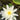 Perry's Double White water lily - pond plants - water lilies - aquatic plants-19839