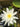 Perry's Double White water lily - pond plants - water lilies - aquatic plants-19839
