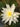 Perry's Double White water lily - pond plants - water lilies - aquatic plants-0