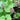 Petasites hybridus (Butterburr or Umbrella plant) - Marginal Pond Plants - Pond Plants - Water Plants-0