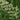 Phalaris arundinacea (Reed canary grass) - Marginal Pond Plants - Pond Plants - Water Plants-0