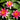 Phoebus water lily - pond plants - water lilies - aquatic plants-0