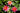 Phoebus water lily - pond plants - water lilies - aquatic plants-0