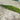 Ranunculus aquatilis (water crowsfoot) - oxygen plant - pond plant - water plant-0
