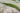 Ranunculus aquatilis (water crowsfoot) - oxygen plant - pond plant - water plant-0