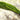 Ranunculus aquatilis (water crowsfoot) - oxygen plant - pond plant - water plant-63