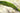 Ranunculus aquatilis (water crowsfoot) - oxygen plant - pond plant - water plant-63