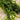 Lincolnshire Pond Plants Bee Pack Potted-942