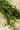 Lincolnshire Pond Plants Bee Pack Potted-942