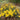 Hypericum polyphyllum 'Grandiflorum' - Marginal Pond Plants - Pond Plants - Water Plants-0