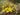 Hypericum polyphyllum 'Grandiflorum' - Marginal Pond Plants - Pond Plants - Water Plants-0