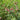 Potentilla palustris (Marsh cinquefoil-None-9 cm-0