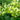 Primula Elatior - Marginal Pond Plants - Pond Plants - Water Plants-0