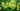 Primula Elatior - Marginal Pond Plants - Pond Plants - Water Plants-0