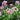 Primula Japonica - Marginal Pond Plants - Pond Plants - Water Plants-None-7 cm-0