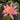 Princess Elizabeth water lily - pond plants - water lilies - aquatic plants-0