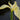 Iris pseudacorus bastardii - Marginal Pond Plants - Pond Plants - Water Plants-0