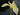 Iris pseudacorus bastardii - Marginal Pond Plants - Pond Plants - Water Plants-0