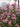 Lychnis flos-cuculi (Ragged robin) - Marginal Pond Plants - Pond Plants - Water Plants-19628