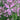 Lychnis flos-cuculi (Ragged robin) - Marginal Pond Plants - Pond Plants - Water Plants-19627