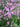 Lychnis flos-cuculi (Ragged robin) - Marginal Pond Plants - Pond Plants - Water Plants-19627