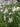Lychnis flos-cuculi alba (White ragged robin) - Marginal Pond Plants - Pond Plants - Water Plants-19631