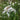 Lychnis flos-cuculi alba (White ragged robin) - Marginal Pond Plants - Pond Plants - Water Plants-0