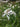 Lychnis flos-cuculi alba (White ragged robin) - Marginal Pond Plants - Pond Plants - Water Plants-0