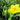 Ranunculus lingua Grandiflorus (Greater spearwort) - Marginal Pond Plants - Pond Plants - Water Plants-0