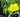 Ranunculus lingua Grandiflorus (Greater spearwort) - Marginal Pond Plants - Pond Plants - Water Plants-0