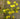 Lincolnshire Pond Plants Native Pack Potted-0