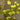 Lincolnshire Pond Plants Native Marginal 8 Pack Potted-0